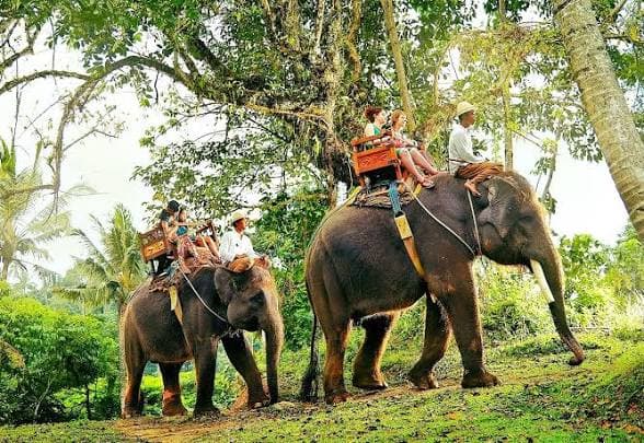 Elephant junction 